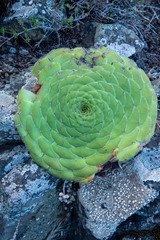 Aeonium tabuliforme