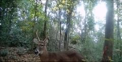 Odocoileus virginianus