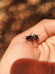 Traumatomutilla parallela