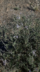 Ocimum burchellianum