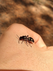 Traumatomutilla parallela