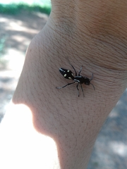 Traumatomutilla parallela