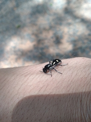 Traumatomutilla parallela