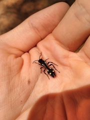 Traumatomutilla parallela