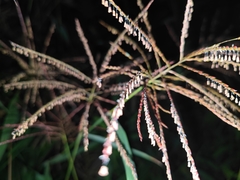 Microstegium ciliatum