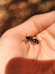 Traumatomutilla parallela