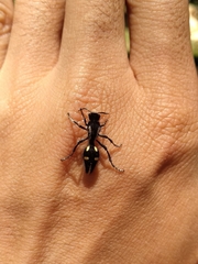 Traumatomutilla parallela