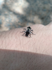 Traumatomutilla parallela