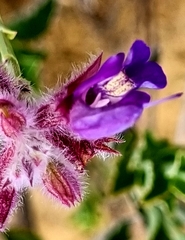 Salvia albicaulis