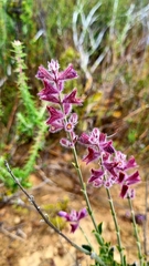 Salvia albicaulis