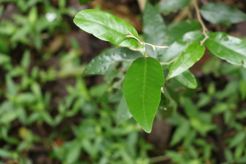Croton mamillatus