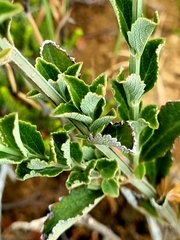 Salvia albicaulis