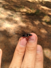 Traumatomutilla parallela