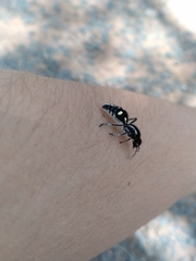 Traumatomutilla parallela