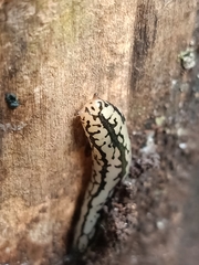 Meghimatium pictum
