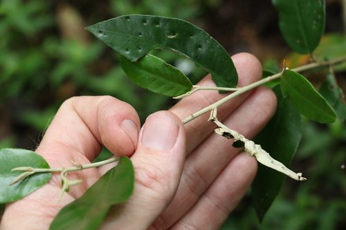 Image of Croton mamillatus by (c) Greg Tasney, some rights reserved (CC BY-SA)
