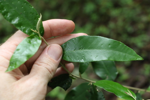 Image of Croton mamillatus by (c) Greg Tasney, some rights reserved (CC BY-SA)