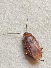 Periplaneta americana