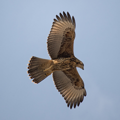 Parabuteo unicinctus
