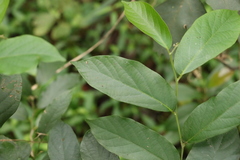 Alangium villosum