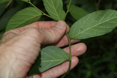 Alangium villosum
