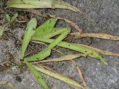 Pinguicula longifolia