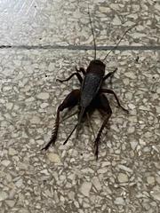 Gryllus bimaculatus
