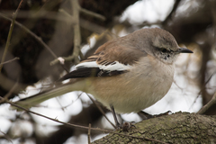 Mimus triurus