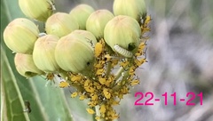 Danaus erippus