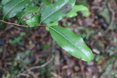 Casearia multinervosa