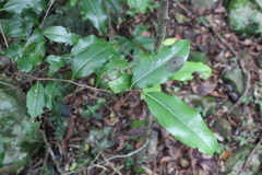 Casearia multinervosa