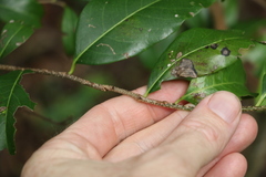 Casearia multinervosa