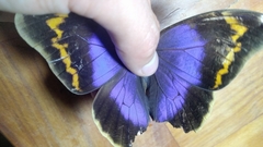 Eryphanis