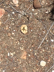Pterocheilus