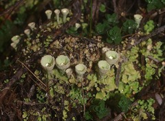 Cladonia humilis