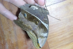 Eryphanis