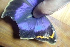 Eryphanis