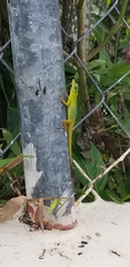 Anolis trinitatis