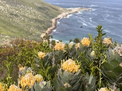 Leucospermum conocarpodendron
