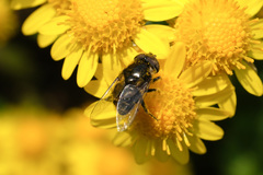 Eristalinus tarsalis