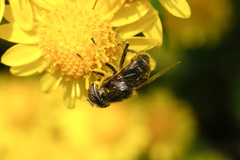 Eristalinus tarsalis
