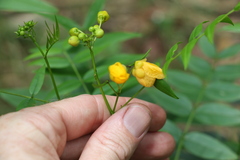 Senna sophera