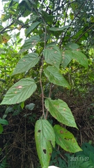 Rubus kawakamii