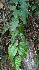 Rubus kawakamii