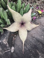 Stapelia