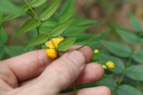 Image of Senna sophera by (c) Greg Tasney, some rights reserved (CC BY-SA)