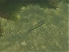 Sillaginodes punctatus