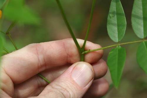 Image of Senna sophera by (c) Greg Tasney, some rights reserved (CC BY-SA)