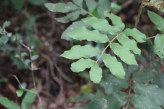 Cupaniopsis tomentella