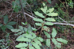 Cupaniopsis tomentella